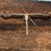 Stenoptilodes brevipennis - Photo (c) Royal Tyler,  זכויות יוצרים חלקיות (CC BY-NC-SA), הועלה על ידי Royal Tyler