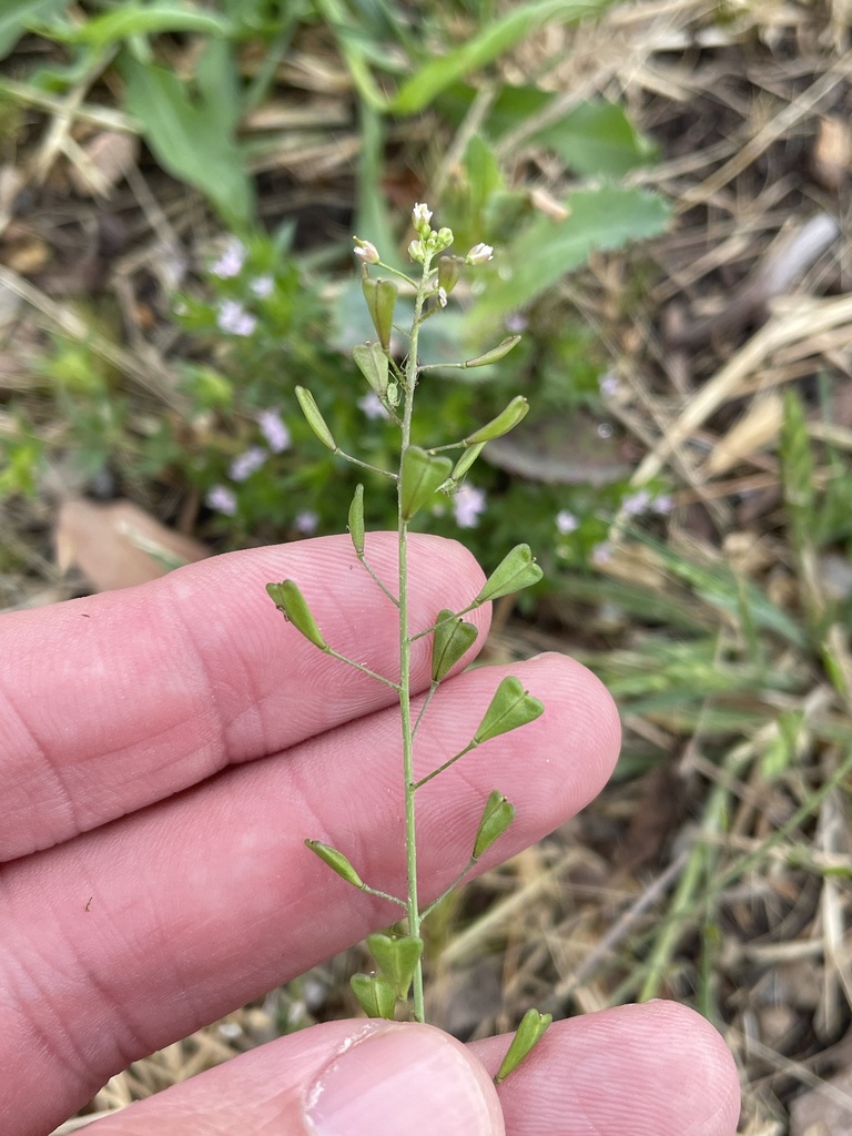 shepherd'spurse from Los Padres Pl, McKinney, TX, US on May 10, 2023 at 0504 PM by Sam