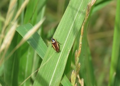 Pseudomops neglectus