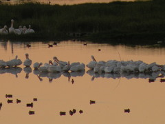 Pelecanus erythrorhynchos