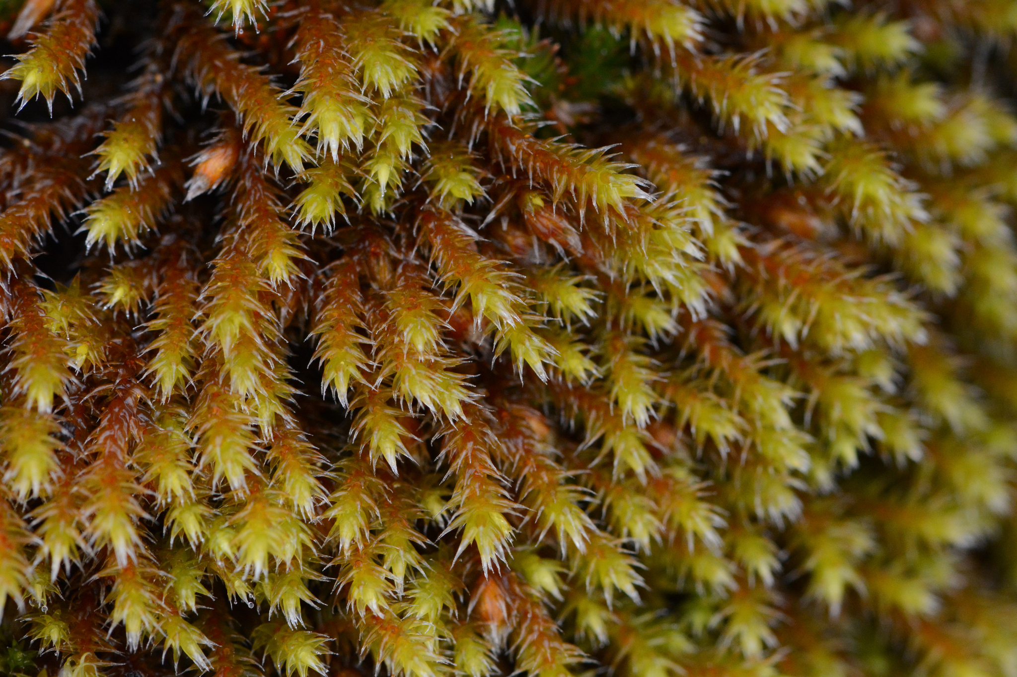 Pseudobraunia californica