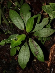 Notopleura camponutans image