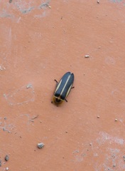 Cratomorphus diaphanus