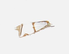 Argyria croceivittella