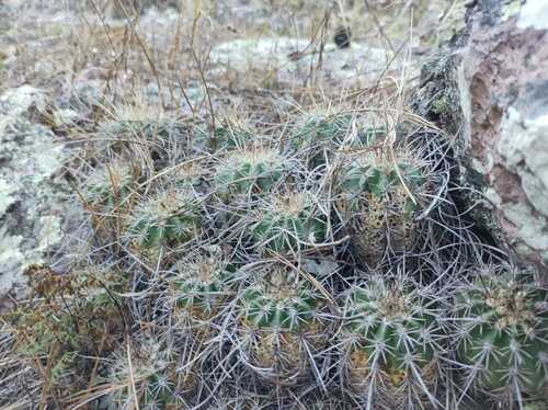 Echinocereus polyacanthus