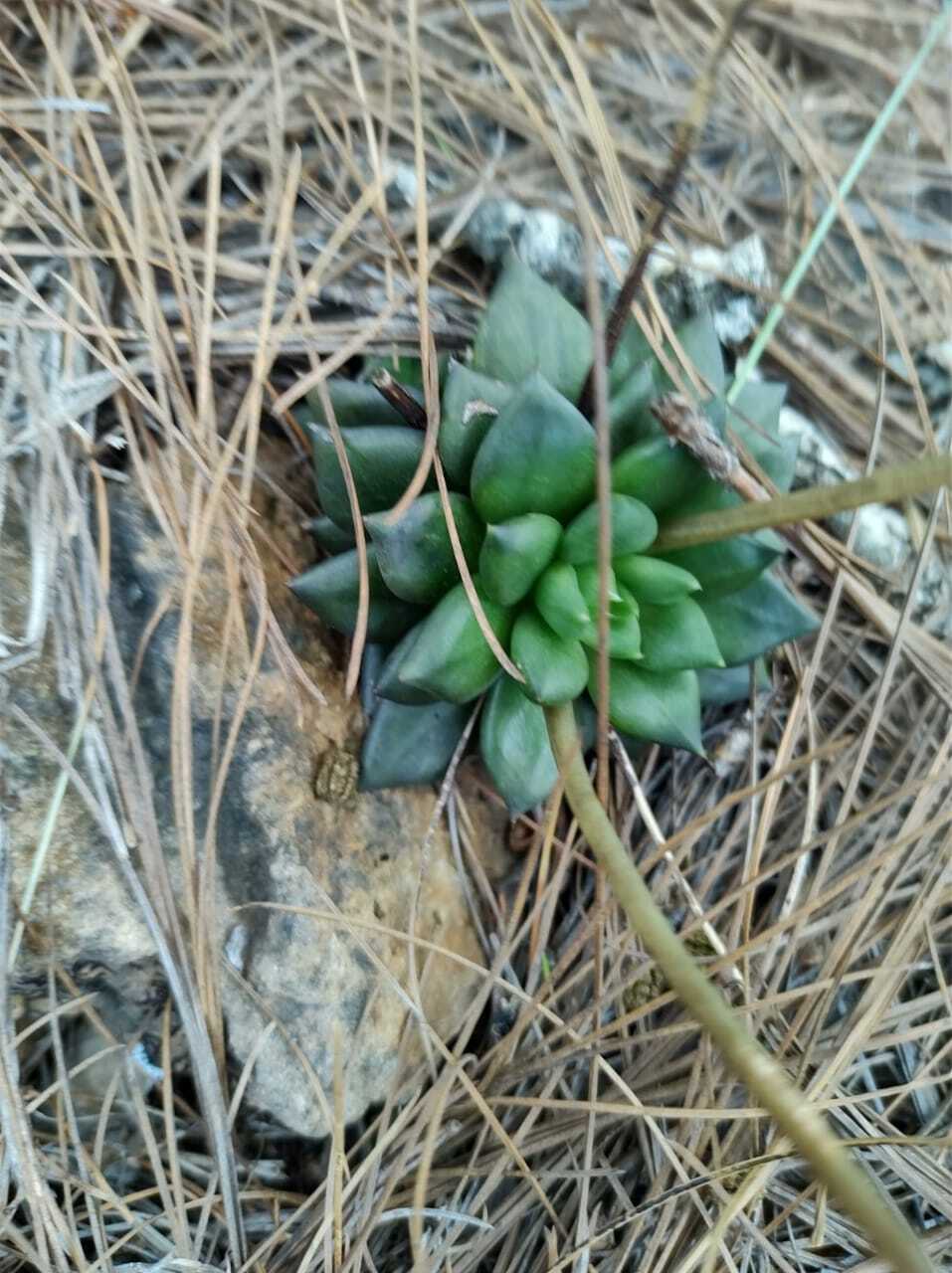 Imagem de Echeveria-preta