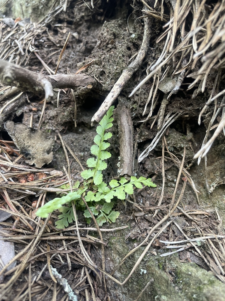 Bradley S Spleenwort In May 2023 By Brandon Wheeler INaturalist