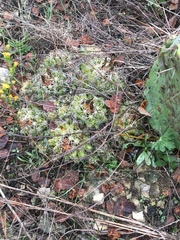 Escobaria missouriensis