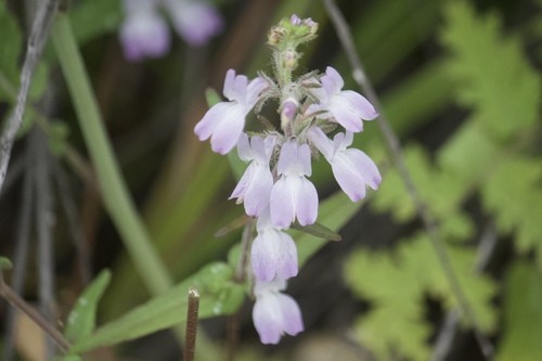Collinsia heterophylla