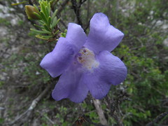 Leucophyllum pringlei