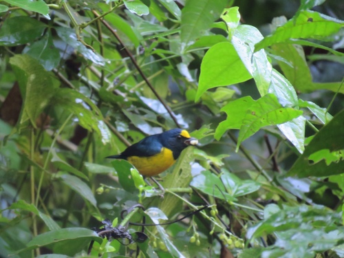Euphonia fulvicrissa