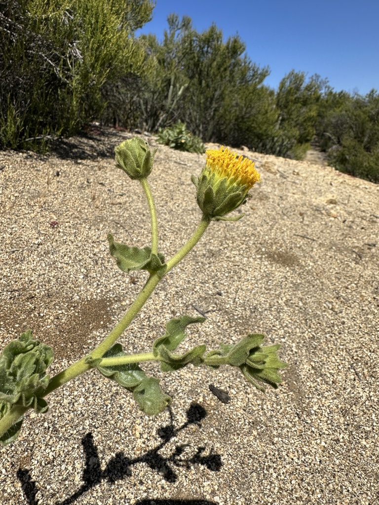 desert sunflowers