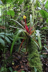 Guzmania zahnii image