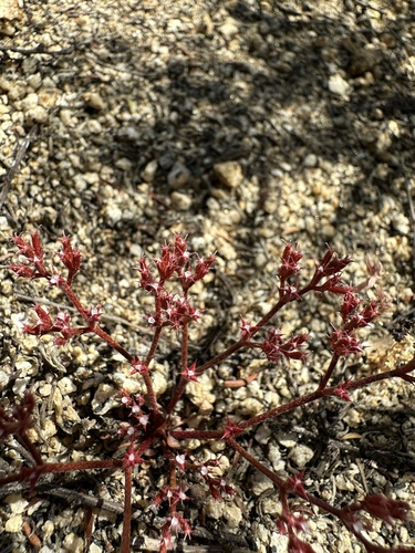 Image of Chorizanthe leptotheca by (c) Matt Berger, some rights reserved (CC BY)