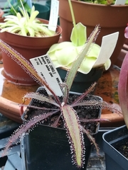 Drosera adelae