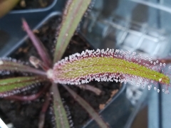 Drosera adelae