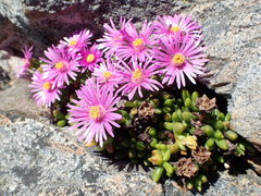 Esterhuysenia alpina