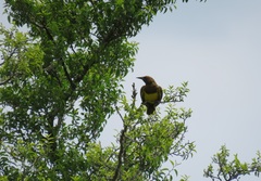 Pseudoleistes virescens