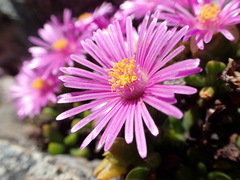 Esterhuysenia alpina