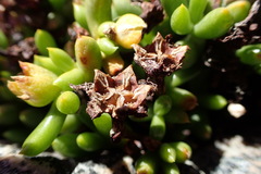 Esterhuysenia alpina