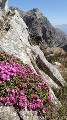 Esterhuysenia alpina