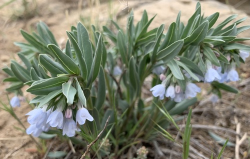 Front Range Bluebells (Mertensia brachyloba)