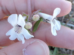 Penstemon albidus