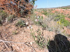 Penstemon albidus