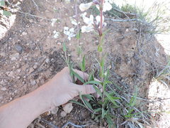 Penstemon albidus