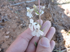 Penstemon albidus