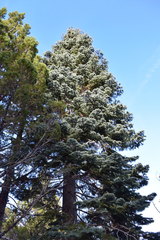 Abies magnifica