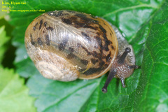 Acusta