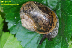 Acusta