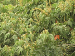 Croton gossypiifolius