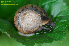Acusta
