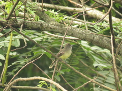 Myiarchus apicalis