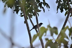 Schistochlamys melanopis