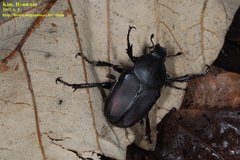 Dicronocephalus adamsi