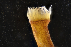 Pseudisothecium cristatum