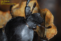 Dicronocephalus adamsi