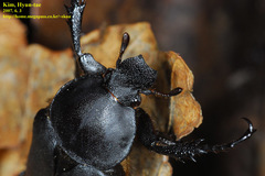 Dicronocephalus adamsi