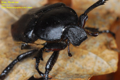 Dicronocephalus adamsi