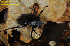 Dicronocephalus adamsi