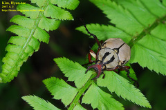 Dicronocephalus adamsi