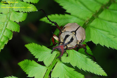 Dicronocephalus adamsi