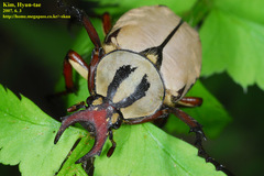 Dicronocephalus adamsi