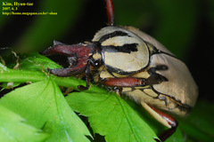 Dicronocephalus adamsi