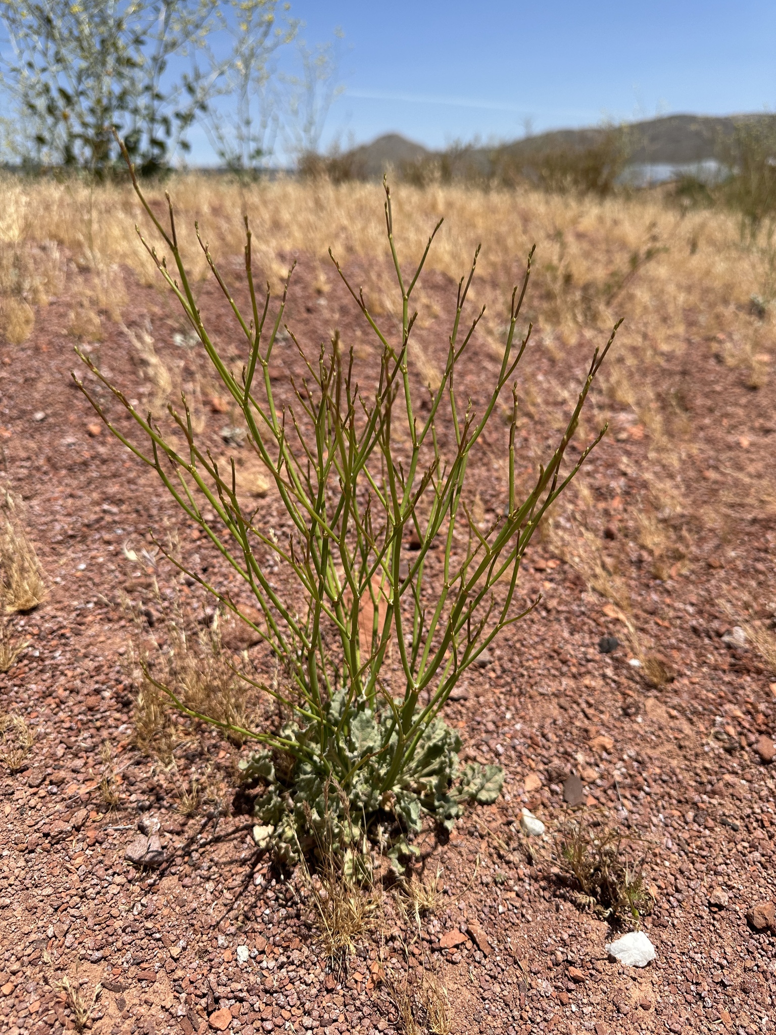 Eriogonum gracile var. incultum