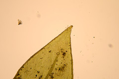 Pseudisothecium cristatum