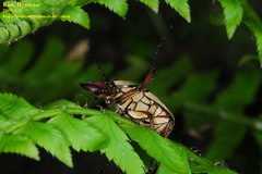 Dicronocephalus adamsi